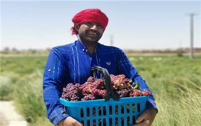 «کشاورزی مشارکتی»راه حلی  برای حذف دلال‌ها و کمک به کشاورزان