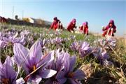 300 کیلوگرم افزایش تولید زعفران خشک در یزد